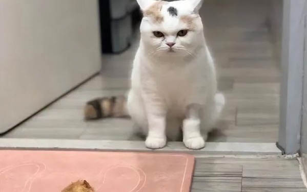 貓咪尿血了怎么辦