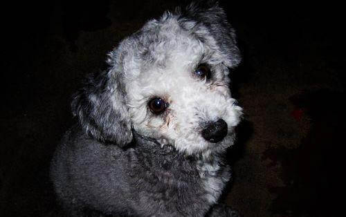 泰迪犬拉稀帶血怎么辦?