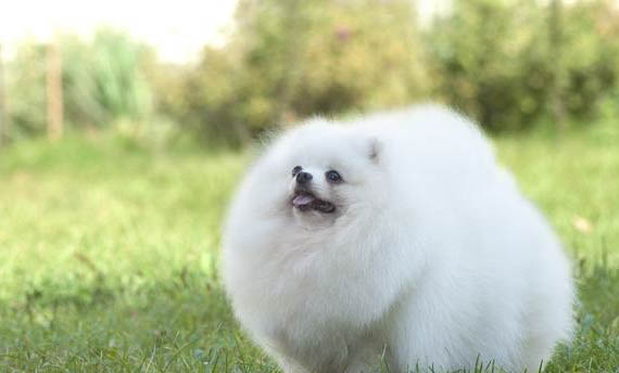 需要給白色博美犬吃什么