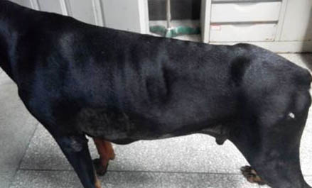 如何判斷杜賓犬適合吃什么狗糧