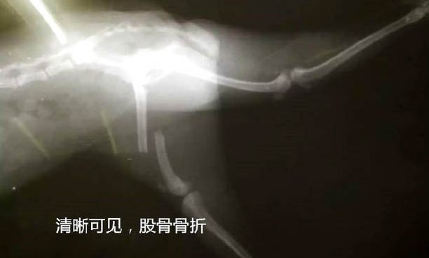 狗狗生產完多久可以洗澡