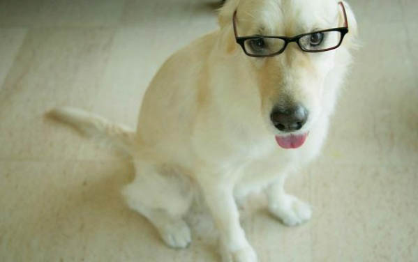 犬瘟被感染多久會發作