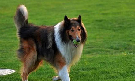 冰島牧羊犬老喝水是什么原因