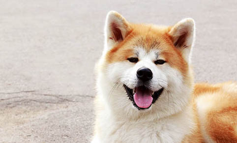 美系秋田犬特點(diǎn)