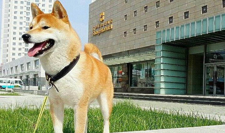 狗狗體外驅(qū)蟲有哪些部位