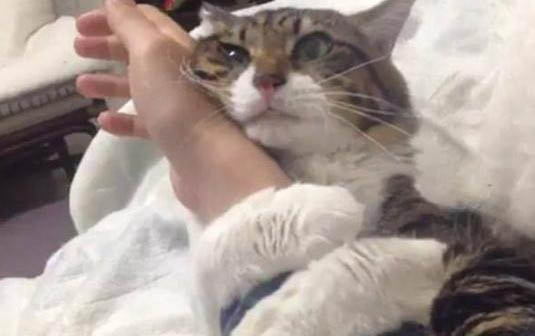小貓腸胃炎要吃什么藥