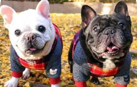 英國斗牛犬如何訓練