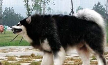 阿拉斯加雪橇犬怎么美容