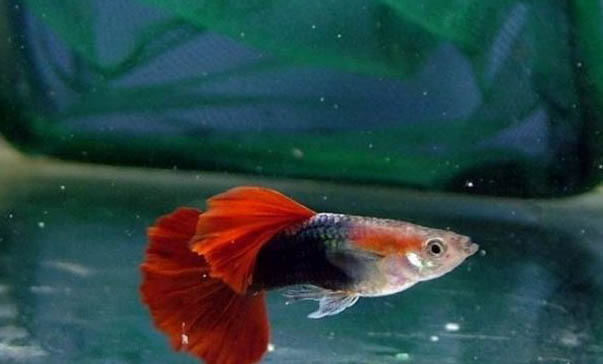 孔雀魚懷孕多久要單養啊