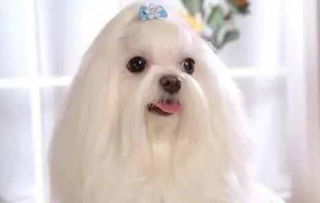 馬爾濟(jì)斯犬價(jià)格