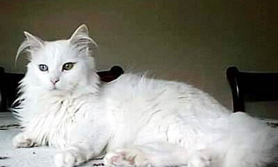 蒂凡尼貓發(fā)燒怎么處理