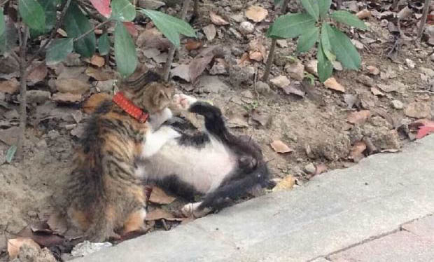 貓反胃嘔吐是什么原因