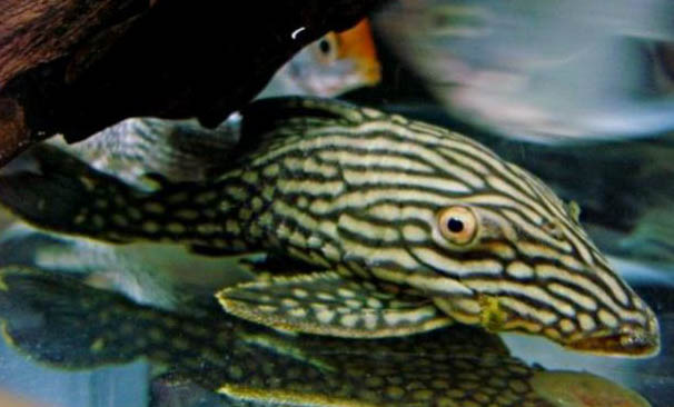 清道夫可以跟什么魚一起養
