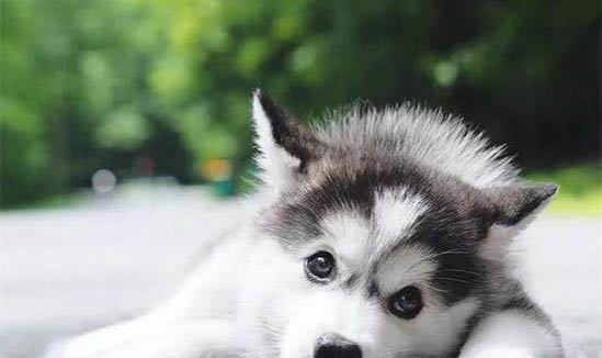 如何訓練幼犬