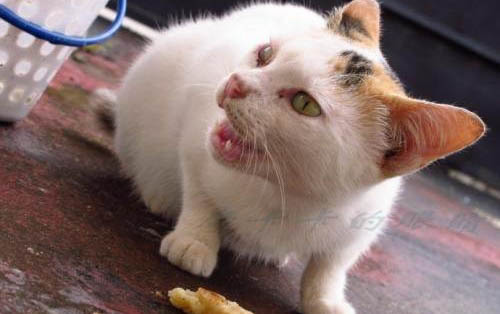 小貓送走母貓會叫多久