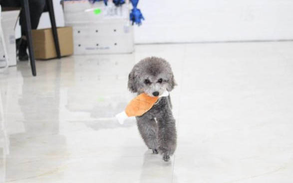 泰迪狗能不能吃土豆