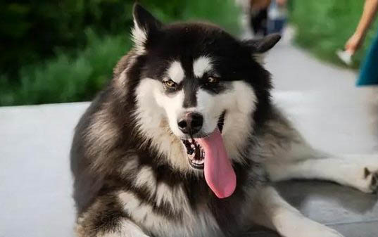 阿拉斯加犬能長多大?