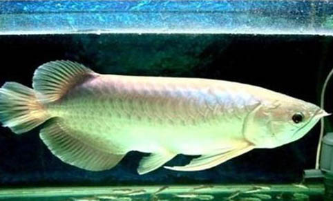 孔雀魚寶寶多久能長大