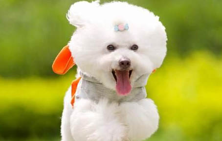 狗狗胃脹氣多久會死