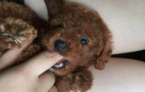 泰迪狗可以吃魚肉嗎?