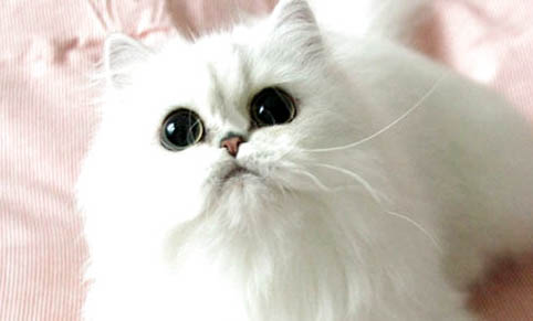 為什么很少人養波斯貓