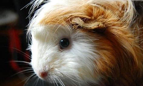 荷蘭豬開心的表現(xiàn)