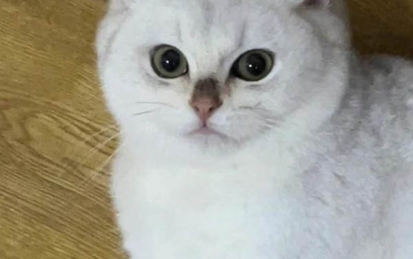 小貓懷孕初期癥狀