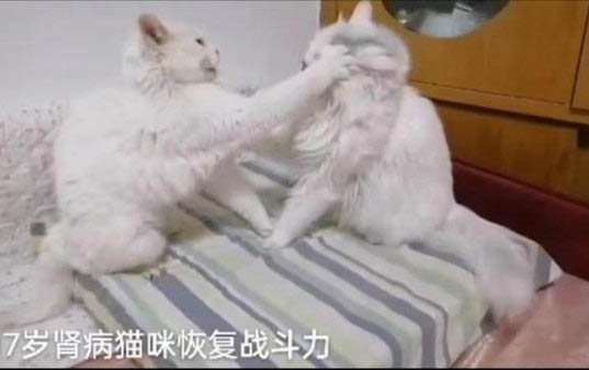 貓咪毛囊炎會自己好嗎?