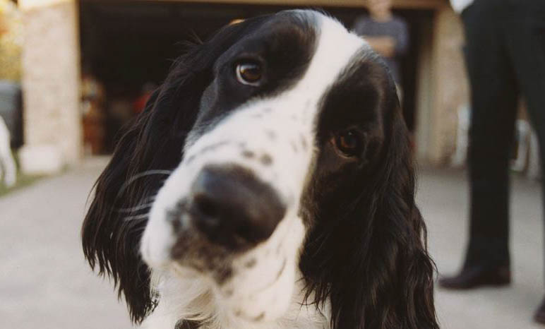 史賓格犬缺點有哪些