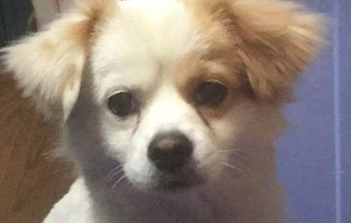 什么樣的情形需要狗狗安樂死