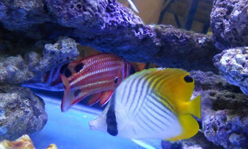 海馬科海水魚飼養(yǎng)方法