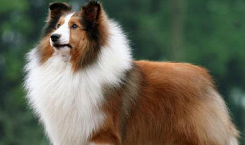 德國牧羊犬哪里有賣