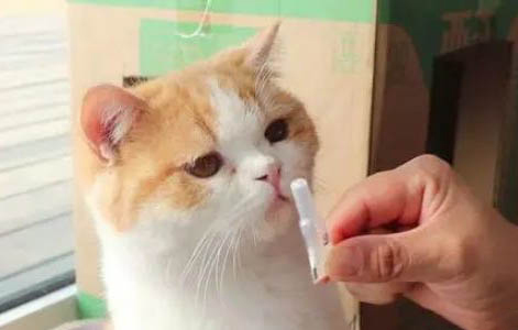 貓咪對眼的原因