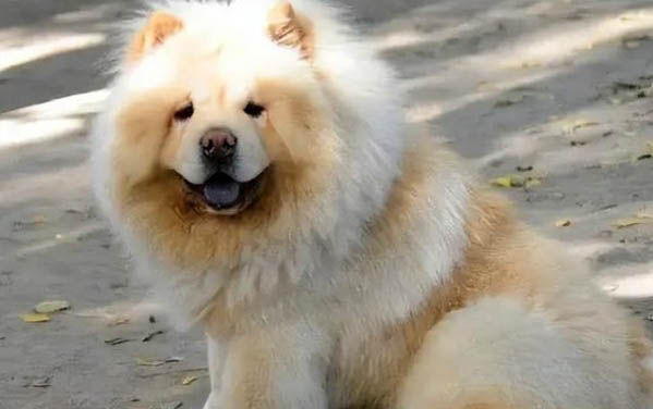 狗狗細(xì)小一般能撐幾天