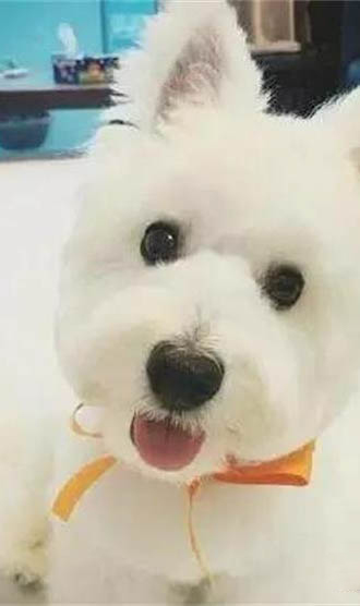 為什么狗狗突然長白毛