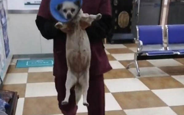 犬瘟抗體要多久會有抗體