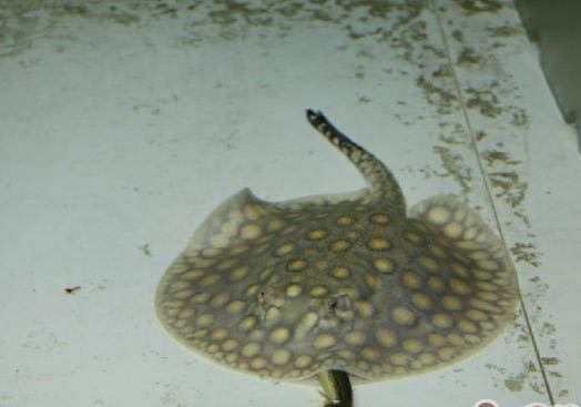 熱帶魚缸水渾濁怎么處理