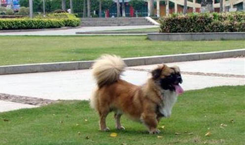 維希拉獵犬吐白色粘稠液體是什么原因