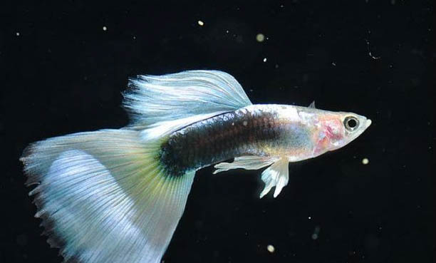 孔雀魚為什么要分開養(yǎng)呢