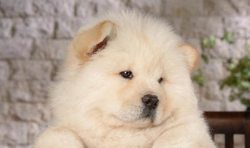 松獅犬幼犬多少錢一只