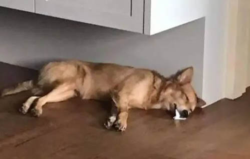 狗狗細(xì)小病毒的癥狀有哪些