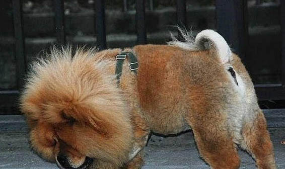 松獅犬有什么優缺點?