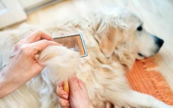 有沒有黑色金毛犬