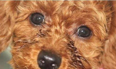 貴賓犬口嗅原因及處理方法
