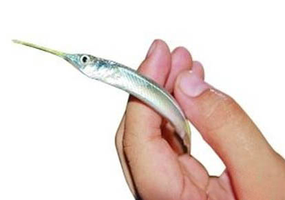 地圖魚可以喂雞肉嗎