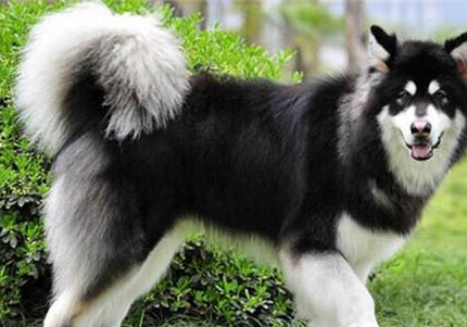 阿拉斯加犬和哈士奇哪個(gè)好養(yǎng)