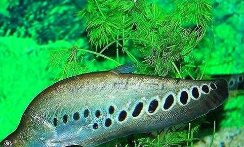 天氣熱好釣魚不