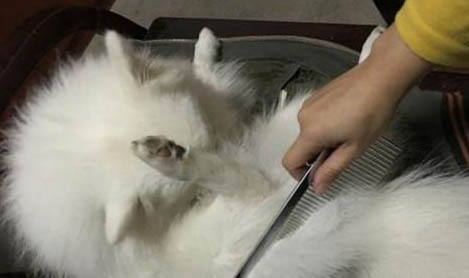 貓咪腸胃炎吃什么藥好得快