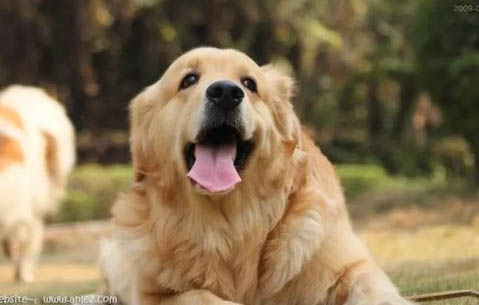 狗得了腸胃型犬瘟多久能好