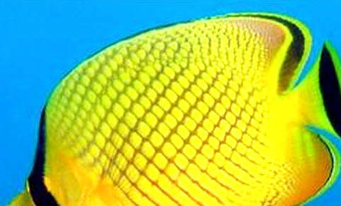 黑坑釣鯉魚主線多長合適